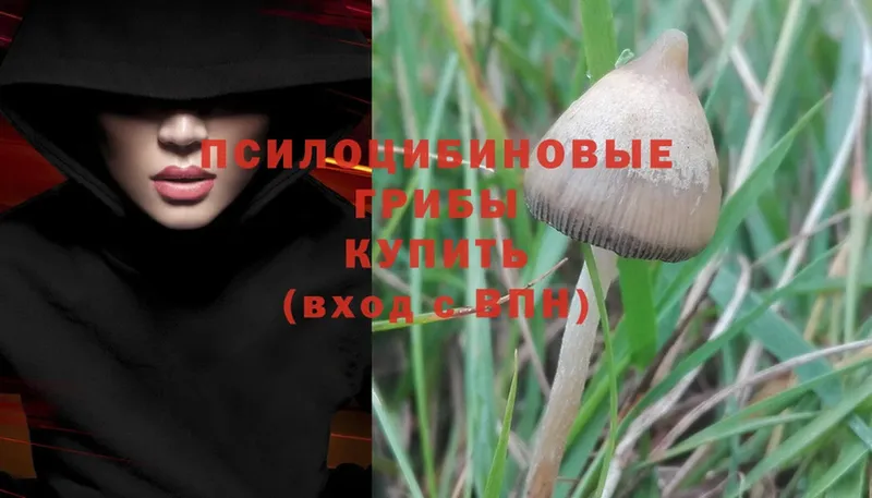 Псилоцибиновые грибы Magic Shrooms  купить наркоту  Орёл 